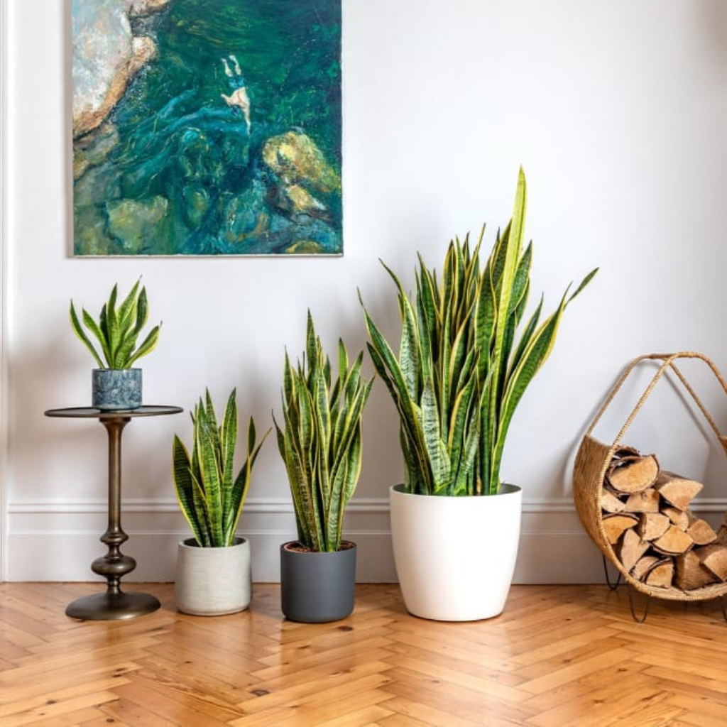 The 5 Best Indoor Plants That Thrive on Neglect in Australia